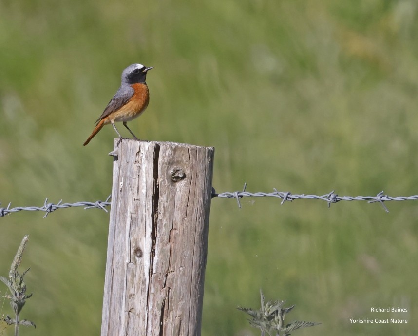 Common Redstart North Yorkshire © Richard Baines