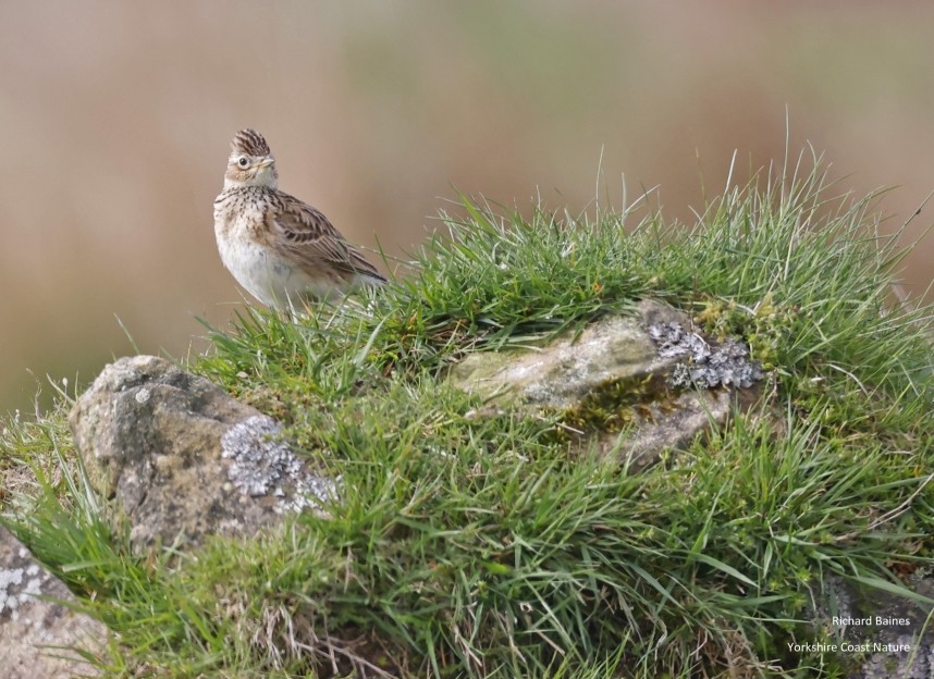 Eurasian Skylark North Yorkshire © Richard Baines