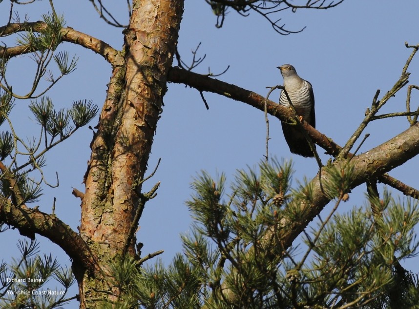 Common Cuckoo North Yorkshire © Richard Baines