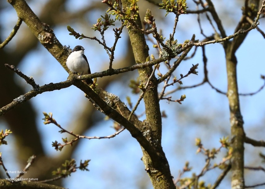 Pied Flycatcher North Yorkshire © Richard Baines