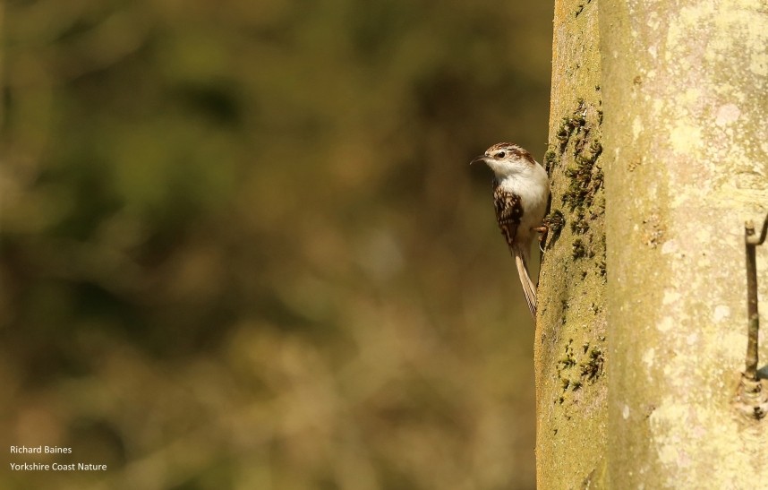 Eurasian Treecreeper North Yorkshire © Richard Baines
