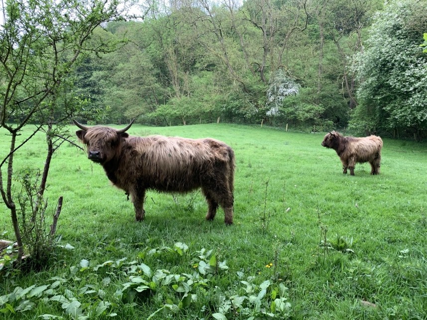 Scugdale Woods North Yorkshire © Jo Ruth