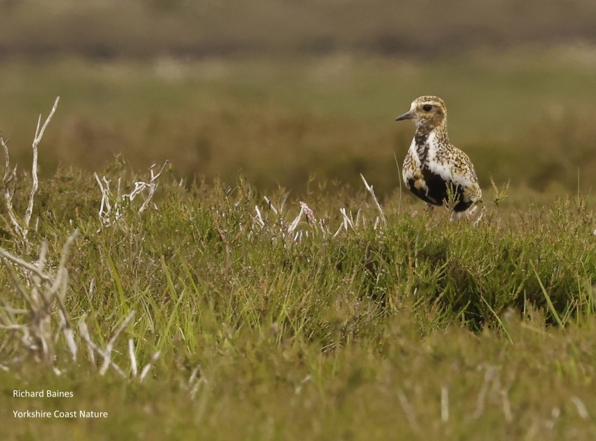 Golden Plover (male) Battersby Moor North Yorkshire © Richard Baines