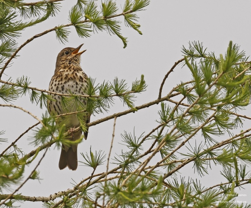 Song Thrush Lordstones Country Park North Yorkshire © Richard Baines