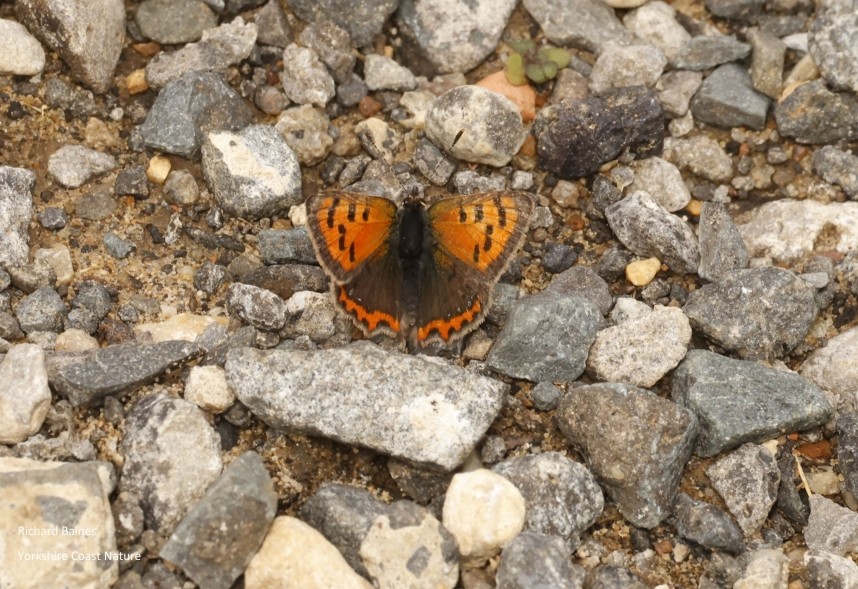 Small Copper Blowhole Crossing North Yorkshire © Richard Baines