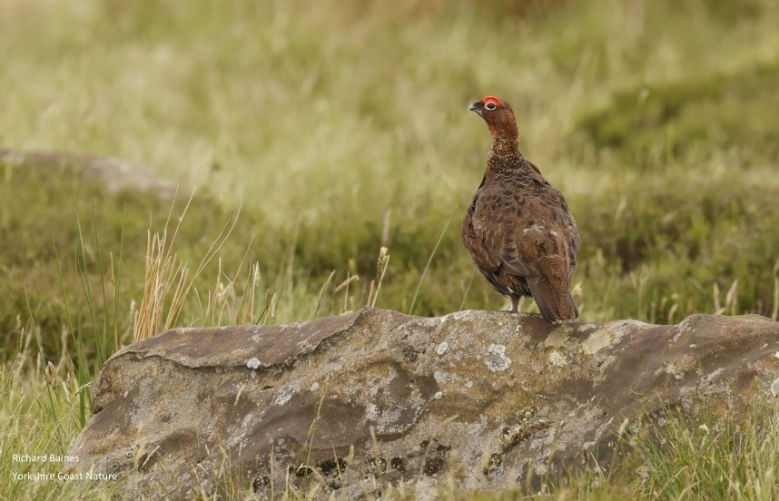 Red Grouse Battersby Moor North Yorkshire © Richard Baines