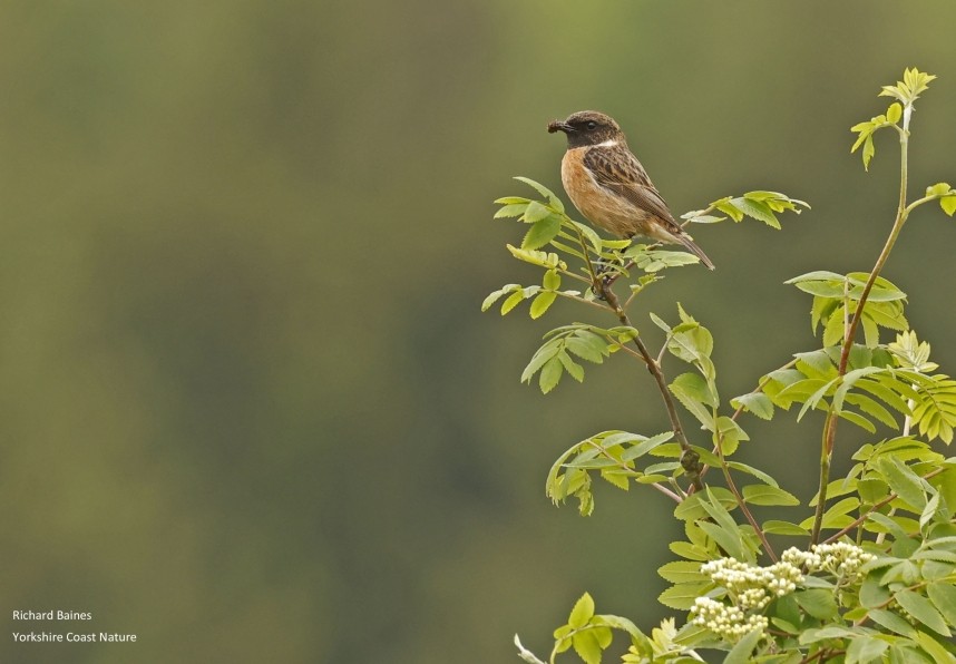 Stonechat Lordstones Country Park North Yorkshire © Richard Baines