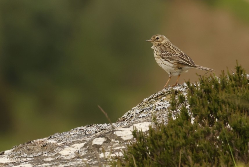 Meadow Pipit Wain Stones North Yorkshire © Richard Baines