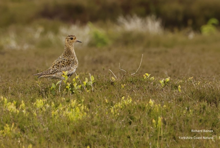 Golden Plover (female) Greenhow Moor North Yorkshire © Richard Baines