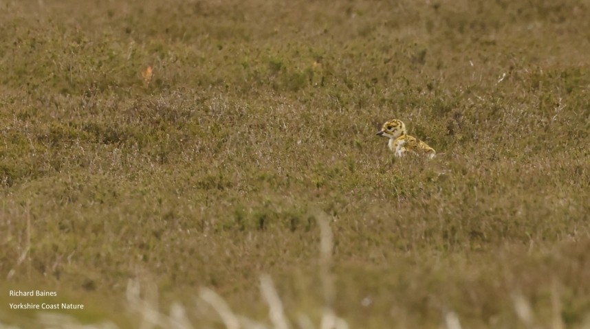 Golden Plover chick Greenhow Moor North Yorkshire © Richard Baines