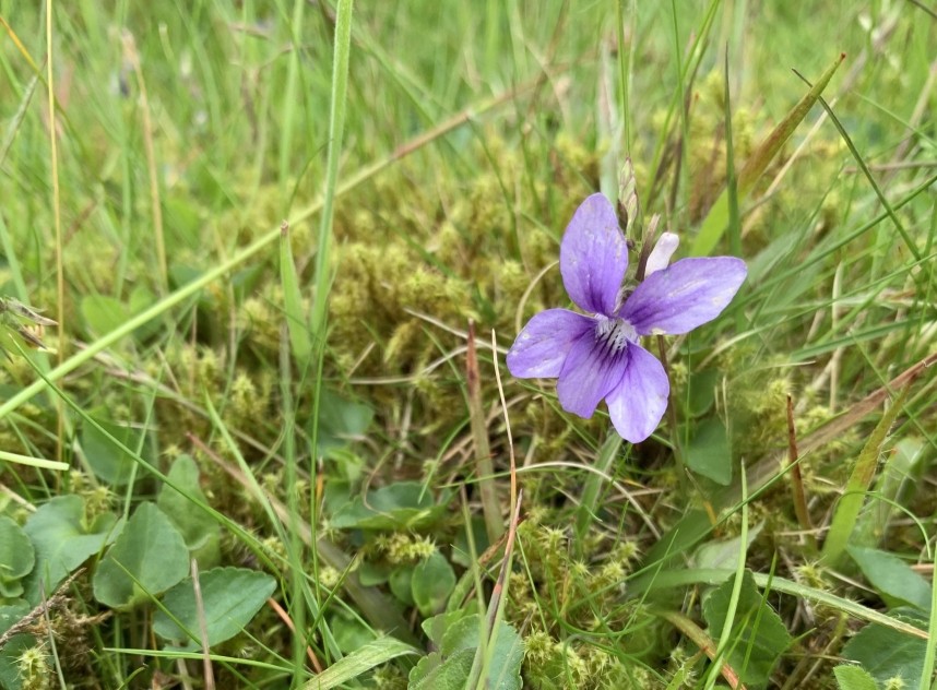 Early Dog Violet Blowhole Crossing North Yorkshire © Jo Ruth