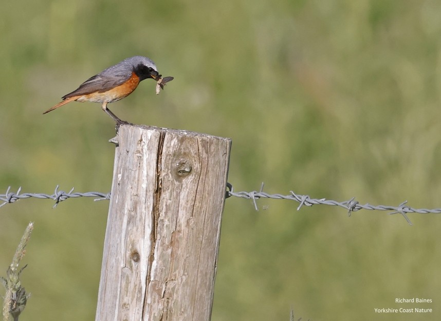 Redstart (male) flips a moth. Farndale North Yorkshire © Richard Baines