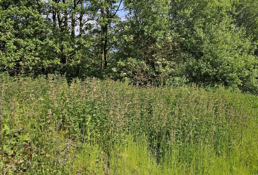 Stinging Nettles really are great places for wildlife. Farndale North Yorkshire © Richard Baines