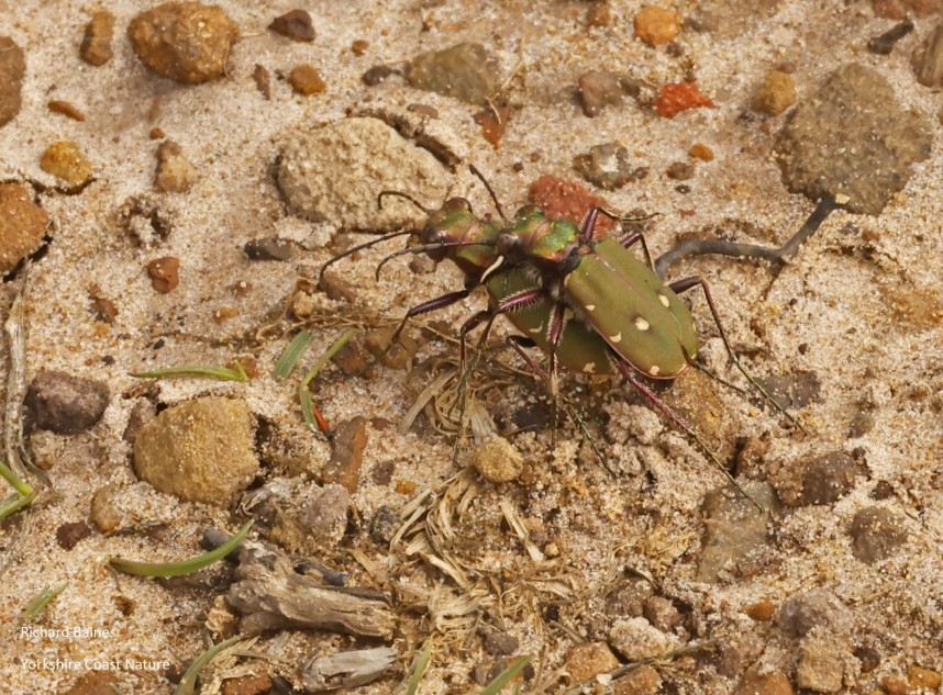 Tiger Beetles Battersby Moor © Richard Baines