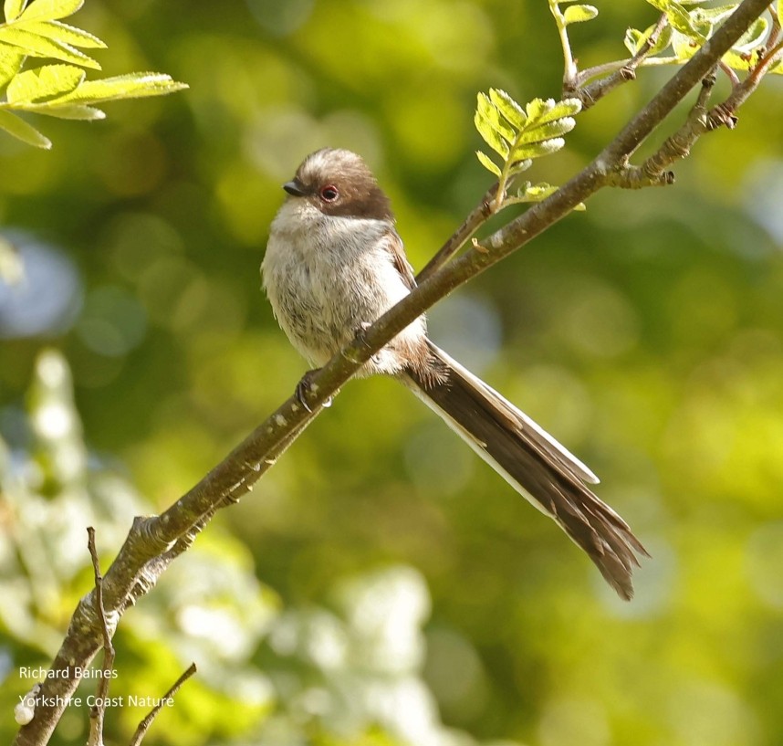 Long-tailed Tit North Yorkshire © Richard Baines