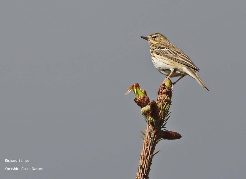Tree Pipit Gribdale Gate North Yorkshire © Richard Baines