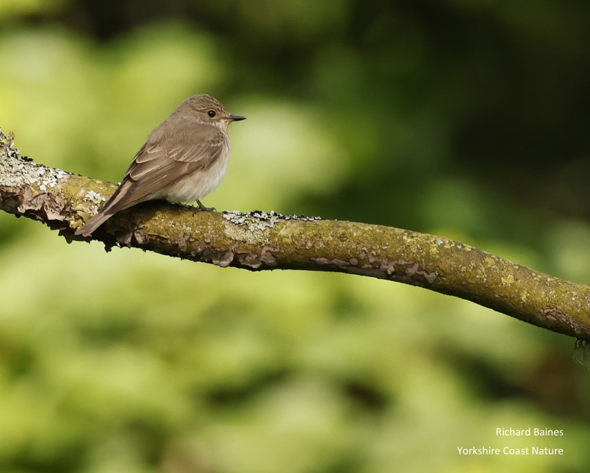 Spotted Flycatcher North Yorkshire © Richard Baines