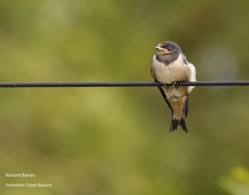 Barn Swallow juvenile in Kildale village © Richard Baines