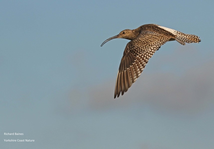 Eurasian Curlew North Yorkshire © Richard Baines
