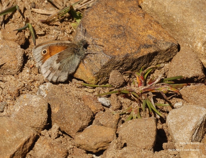 Small Heath Battersby Moor © Richard Baines