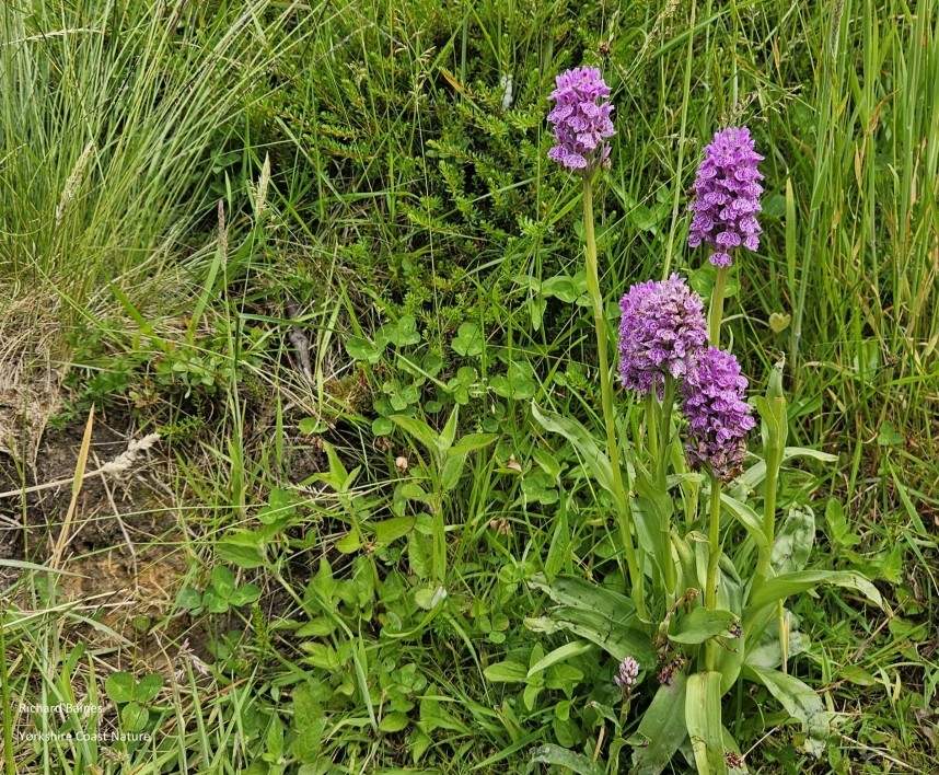 Marsh Orchids at Gribdale Gate © Richard Baines