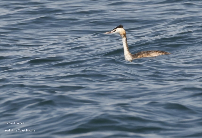 Great Crested Grebe - Staithes 19 July 2024 © Richard Baines