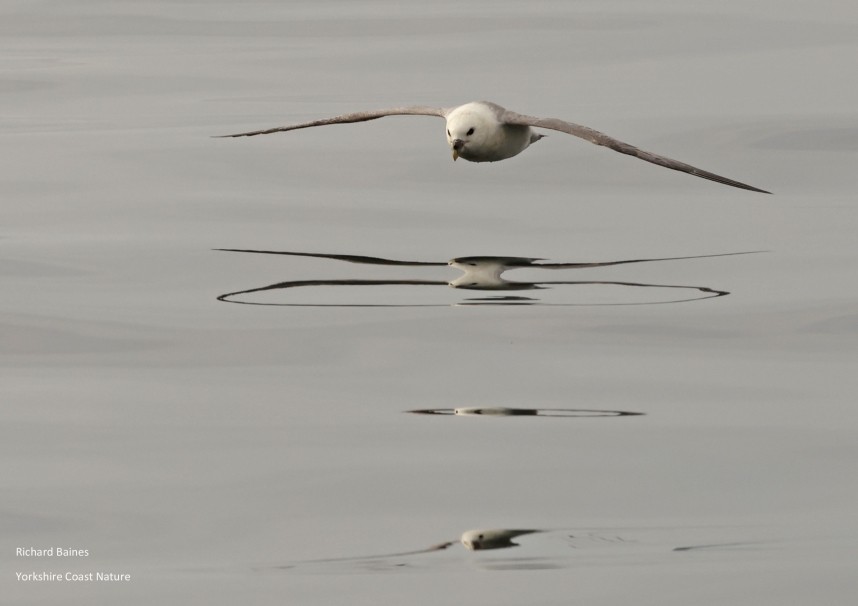 Northern Fulmar - Staithes 20 July 2024 © Richard Baines