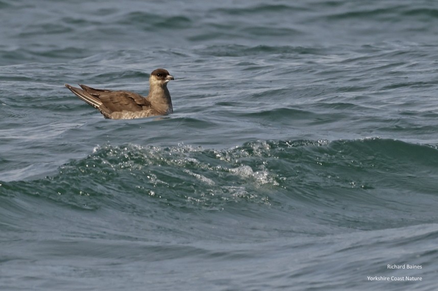 Arctic Skua - Staithes 19 July 2024 © Richard Baines