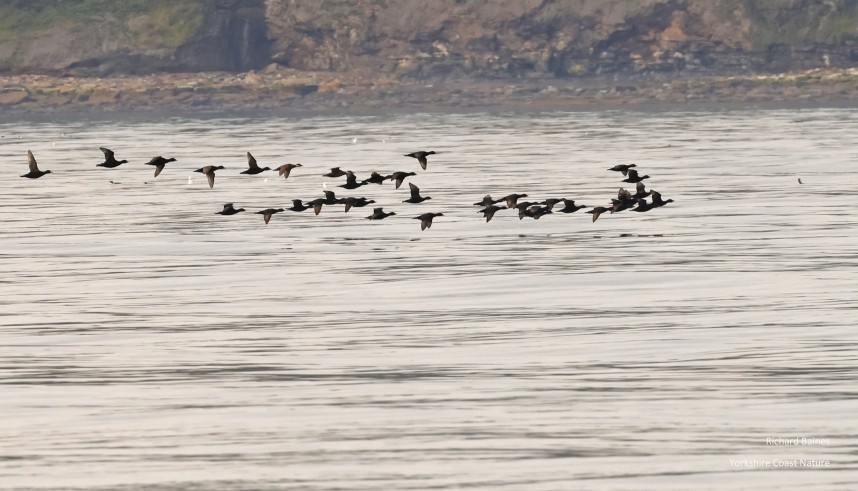 Common Scoter - Staithes 20 July 2024 © Richard Baines