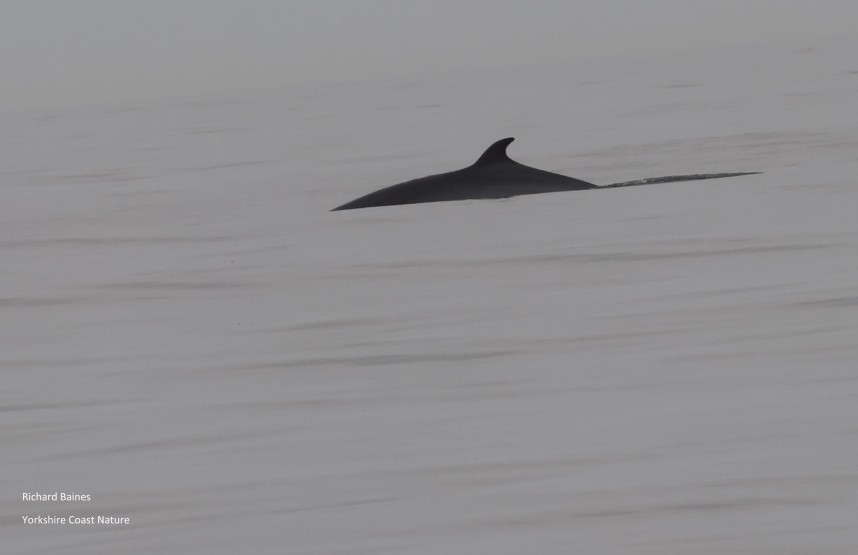 Minke Whale - Staithes 20 July 2024 © Richard Baines