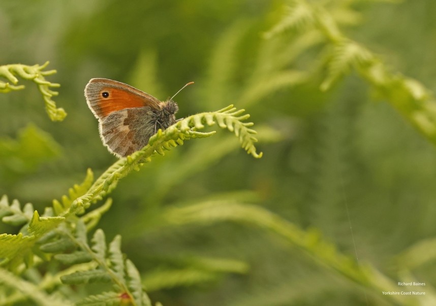 Small Heath on Great Ayton Moor trackside July 2024 © Richard Baines