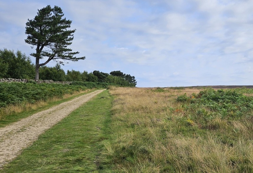 Grassland borders by the Cleveland Way at Great Ayton Moor July 2024 © Richard Baines