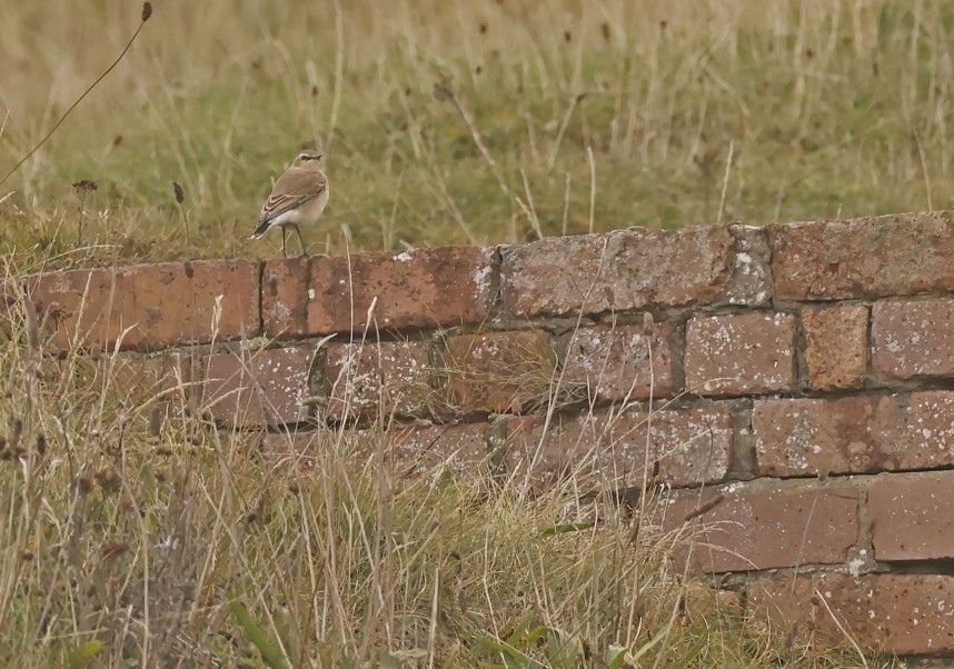 Northern Wheatear - Skinningrove September 2024 © Richard Baines