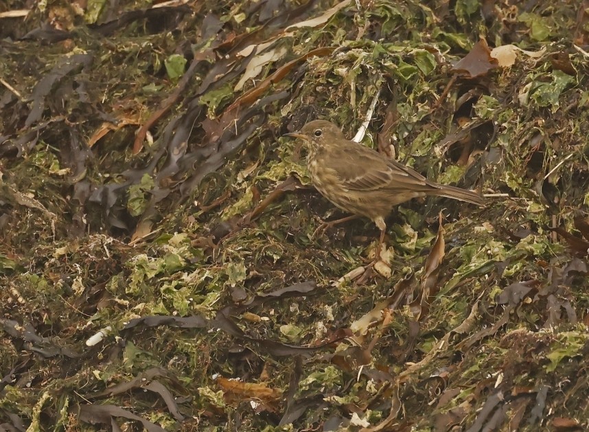 Rock Pipit - Skinningrove September 2024 © Richard Baines