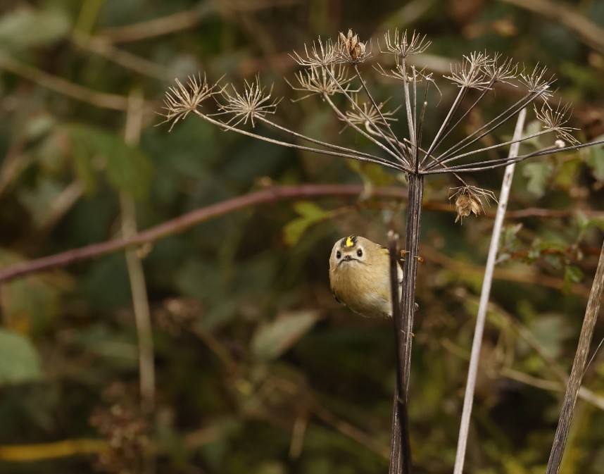 Goldcrest - North Yorkshire October 2024 © Richard Baines