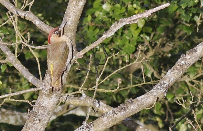 Green Woodpecker - North Yorkshire © Richard Baines