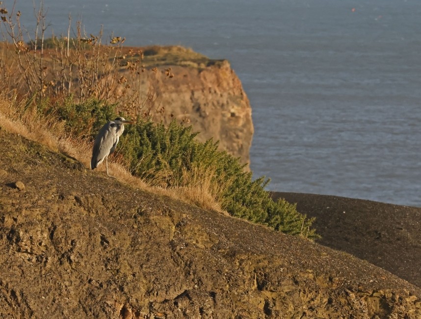Grey Heron - Sandsend October 2024 © Richard Baines