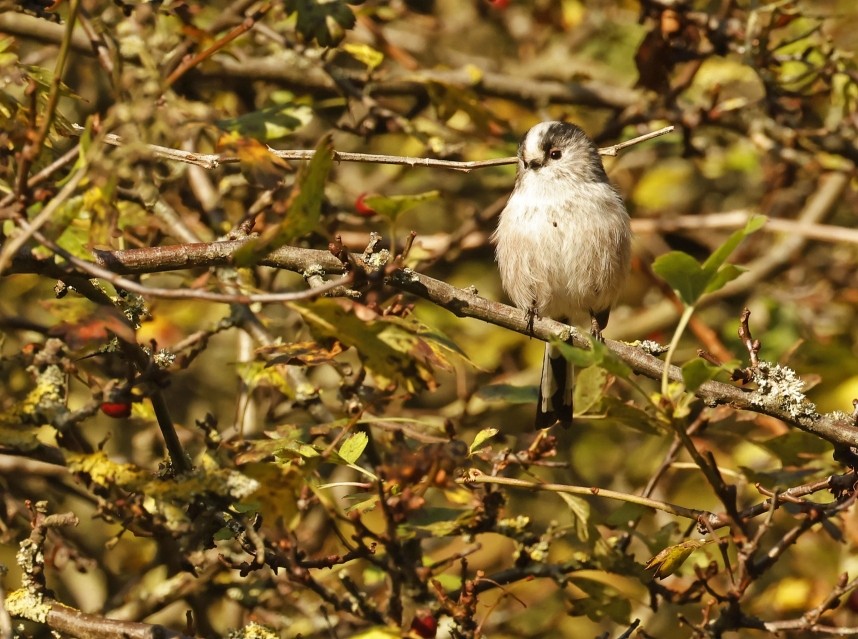 Long-tailed Tit - Sandsend October 2024 © Richard Baines