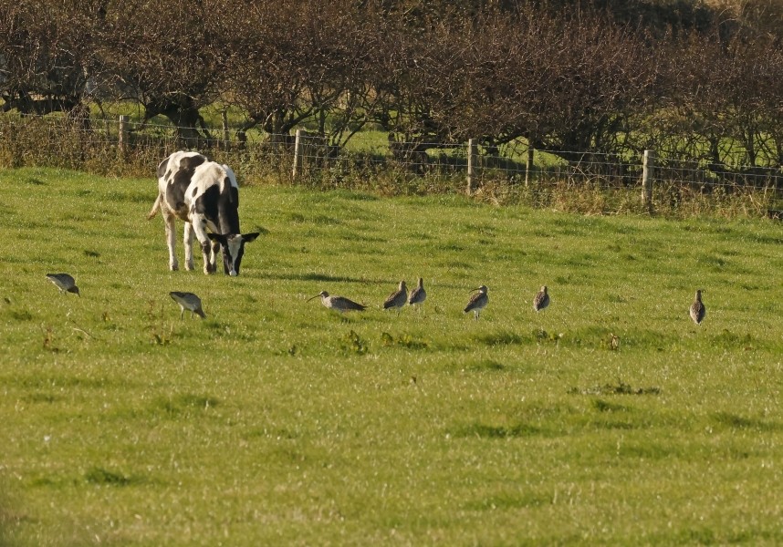 Eurasian Curlew - Kettleness October 2024 © Richard Baines