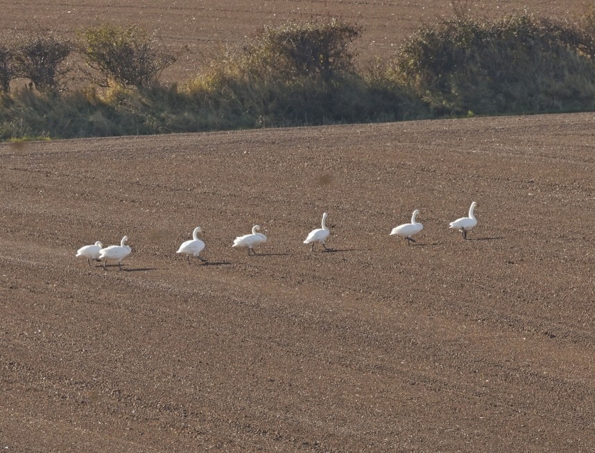 Whooper Swans - Port Mulgrave October 2024 © Richard Baines