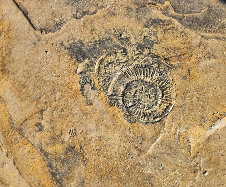 Ammonite - Runswick Bay October 2024 © Richard Baines