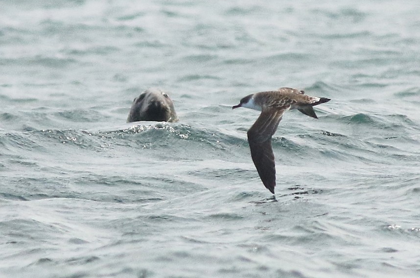 Great Shearwater - Staithes 24 August 2024 © Mark Pearson