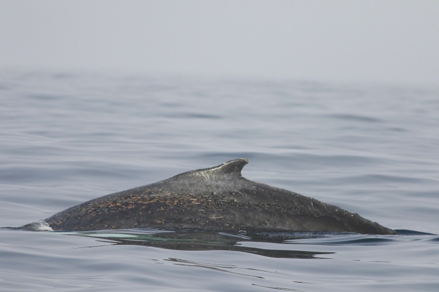 Humpback Whale - Staithes 2 September 2024 © Mark Pearson