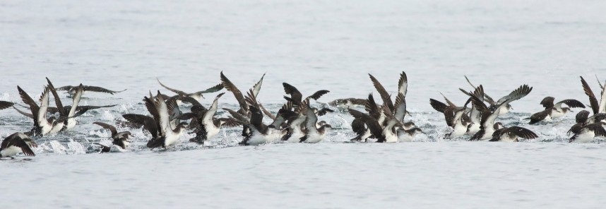 Manx Shearwater feeding frenzy - Staithes 18 September 2024 © Mark Pearson