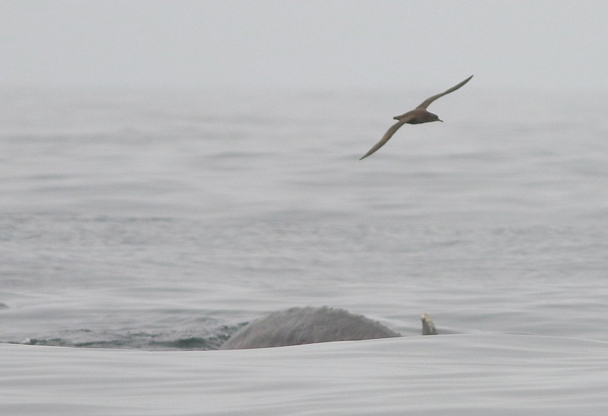 Sooty Shearwater & Humpback - Staithes 2 September 2024 © Mark Pearson