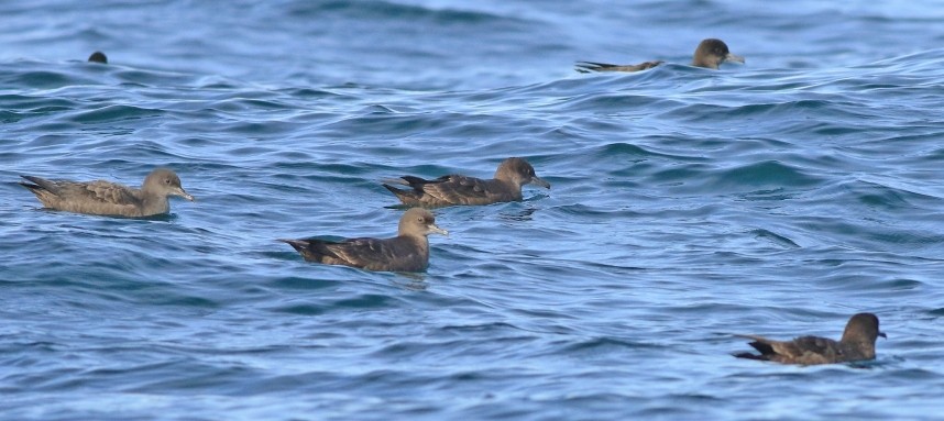 Sooty Shearwaters - Staithes 16 September 2024 © Mark Pearson