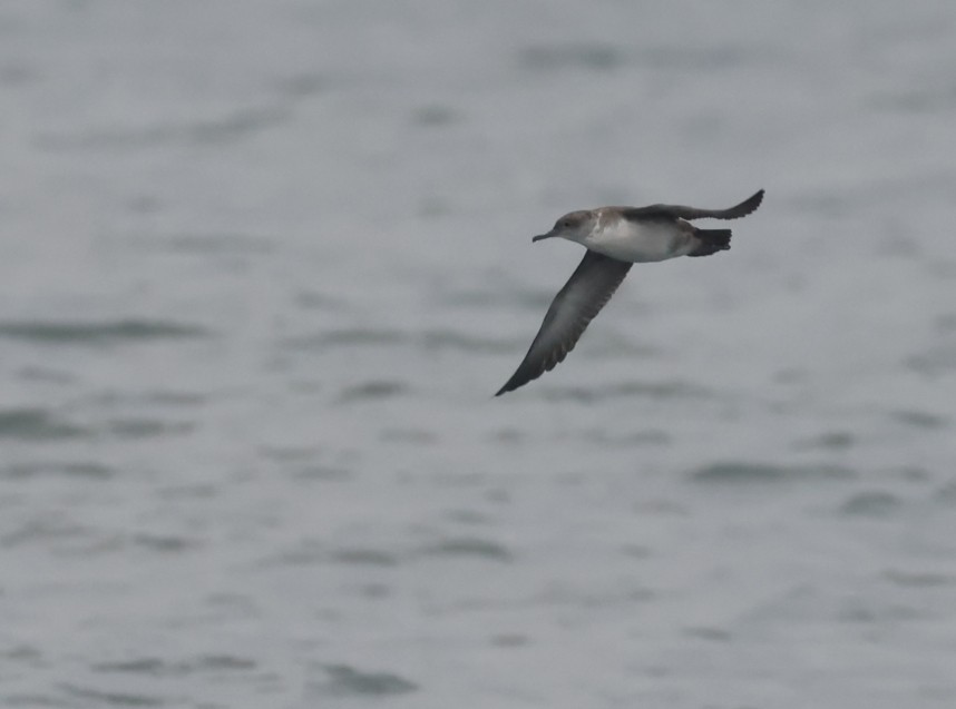 Balearic Shearwater - Staithes 21 September 2024 © Richard Baines