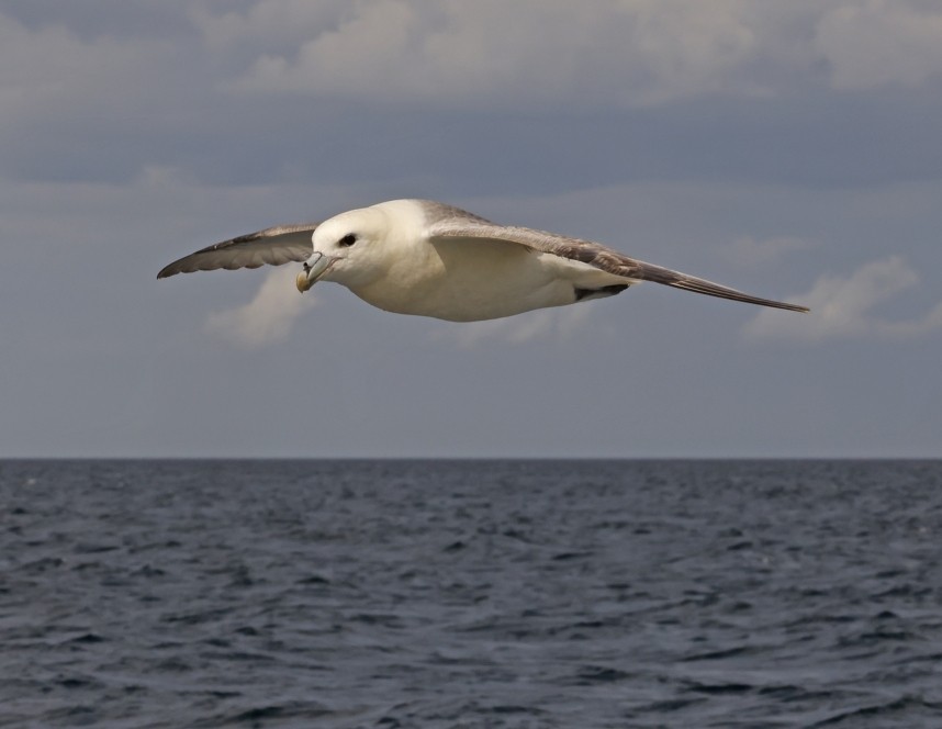 Northern Fulmar - Staithes 26 July 2024 © Richard Baines
