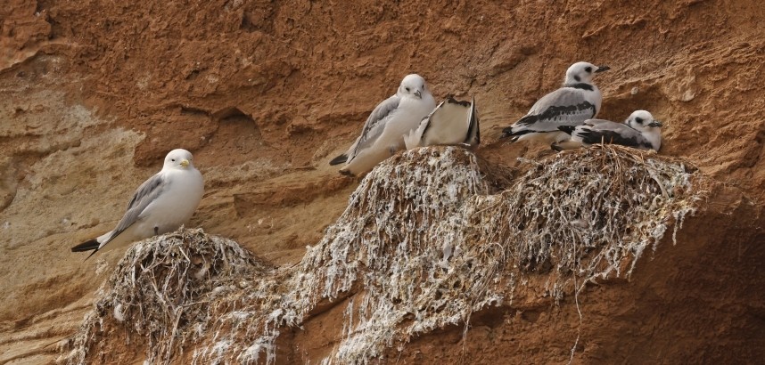 nesting Kittiwakes - Staithes 27 July 2024 © Richard Baines