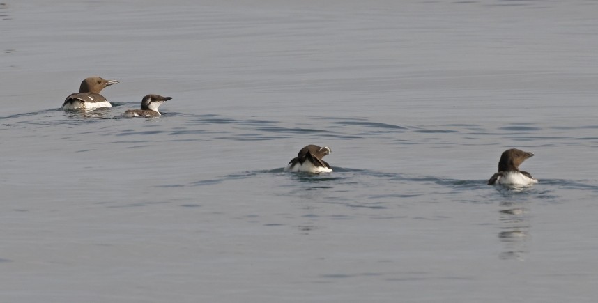 Razorbill & Guillemot Chicks & their Parents - Staithes 2 August 2024 © Richard Baines